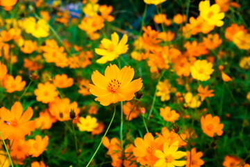 Yellow Cosmos flower blooming in the field.