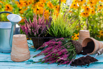 Heathers seedlings for planting in the garden.