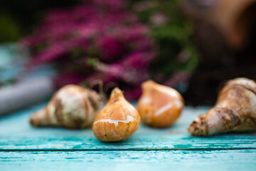 Bulbs of flowers and heather seedlings ready for autumn planting.