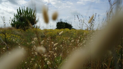 
The bushes leading to the sea