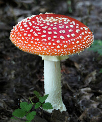 Fly agaric mushroom on the forest floor close - up view