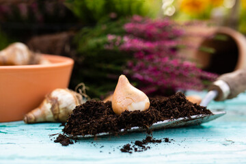 Bulbs of flowers and heather seedlings ready for autumn planting.