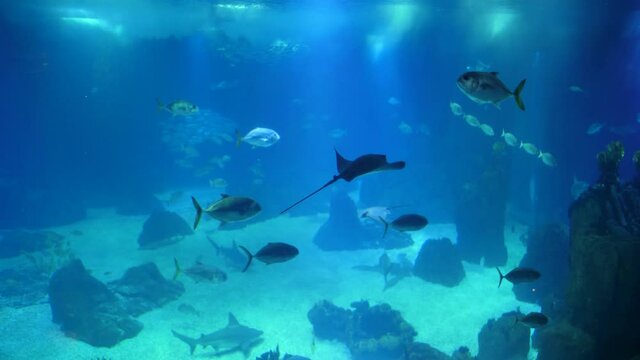 shoals of fish deep underwater world oceanarium aquarium slow motion 4k