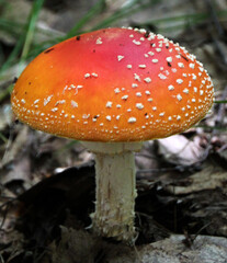 Fly agaric mushroom on the forest floor close - up view