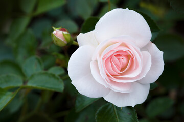 pink rose in garden
