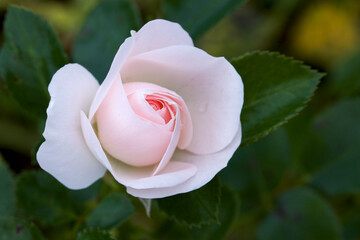 pink rose on a green background