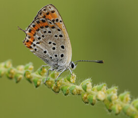 Lycaena virgaureae butterfly  on a field flower on a summer day in a forest glade
