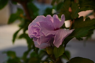 Bright pink flower of hibiscus (Hibiscus rosa sinensis) on green background. wild pink Hibiscus