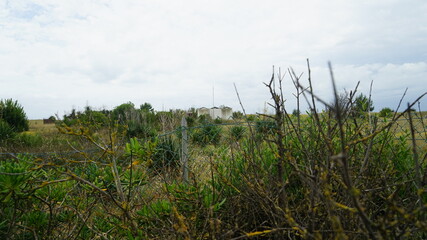 
The bushes leading to the sea
