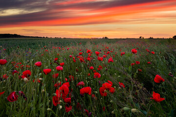 Field with flowering poppies at sunset. Beautiful summer landscape