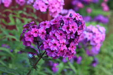 purple flowers in the garden
