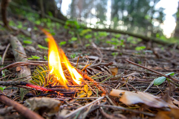 Combustion of dry coniferous forest. Beginning of woods fire. Casual handling of people with fire...