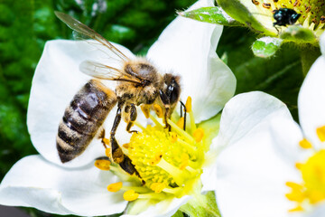 Honey bee close-up on a strawberry flower.