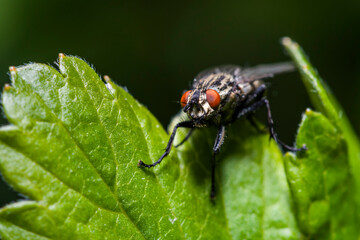 Housefly Musca Domestica on a leaf close-up.