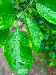 Water Drops on Green Leafs