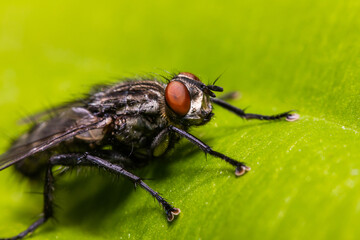 Housefly Musca Domestica on a leaf close-up.