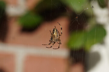 European garden spider, diadem spider, orangie, cross spider, crowned orb weaver (Araneus...