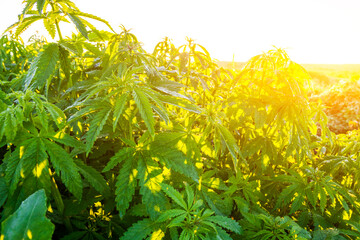 Green bushes of marijuana. Close up view of a marijuana cannabis bud at sunset