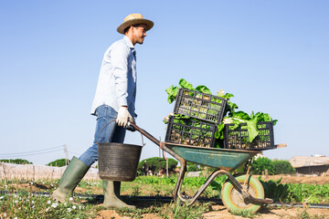 Hired worker transport swiss chard in garden wheelbarrow on the field