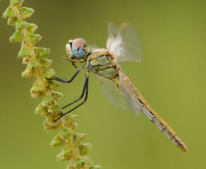 dragonfly on a dry blade of grass on an early summer morning