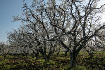 cherry trees in blossom