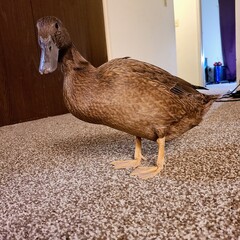Khaki Campbell duck 