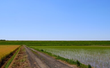 田植えの頃　田舎道　渡良瀬堤防　風景