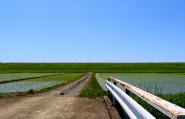 田植えの頃　田舎道　渡良瀬堤防　風景