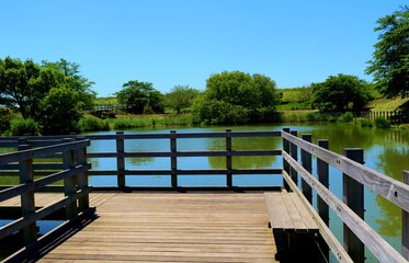 Fototapeta na wymiar 新緑　春の青空　池　風景　