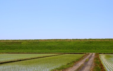 田植えの頃　青空　道　渡良瀬堤防　風景