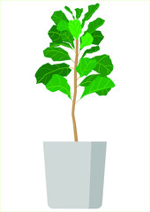 ficus tree in a pot