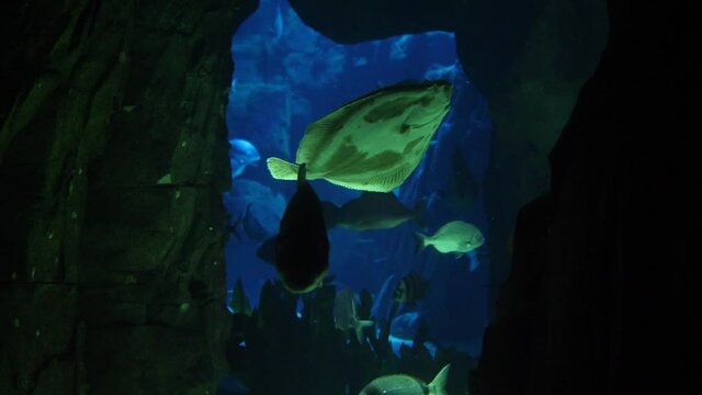 beautiful fish in deep underwater world oceanarium aquarium slow motion 4k