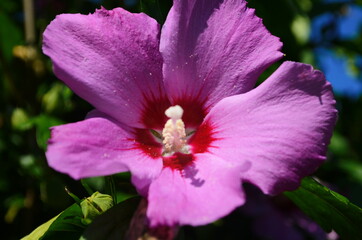 Bright pink flower of hibiscus (Hibiscus rosa sinensis) on green background. wild pink Hibiscus
