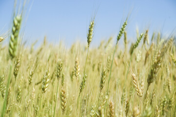 Wheat field and blue sky.
