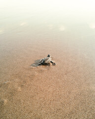 Baby sea turtle heading to the sea in Bali Indonesia