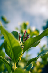 Green leaves in the sunlight