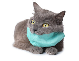 Cute cat with medical protective mask on white background
