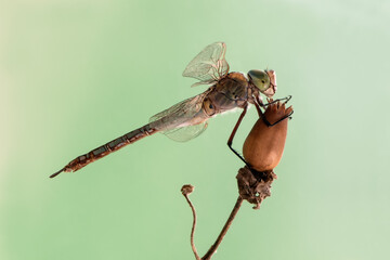 Large dragonfly closeup on a dry flower in a forest glade in a summer morning