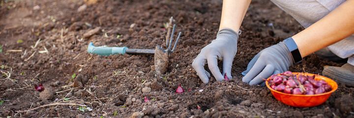 Landing onions in the ground.
