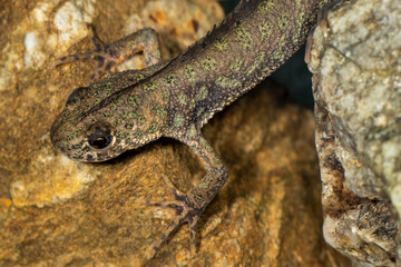 Vorderkörper eines Balkan Kammmolches in der Draufsicht unter Wasser