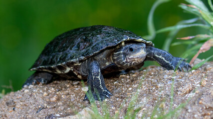 Eine kletternde Bachschildkröte in der Seitenansicht