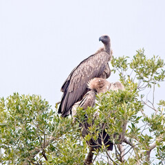 African White-backed Vulture (Trigonoceps occipitalis) two perched in the top of a tree, Maasai Mara, Kenya.