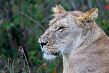 Fototapeta premium Lion (Panthera leo), portrait of a Lioness with face covered with flies, Maasai Mara, Kenya.