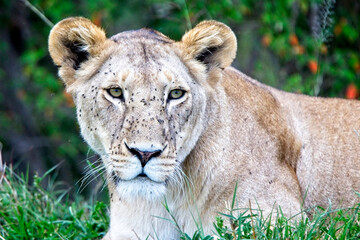 Lion (Panthera leo), portrait of a Lioness with face covered with flies, Maasai Mara, Kenya.