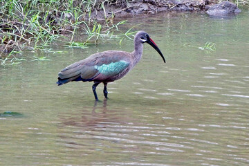 Hadada Ibis (Bostrychia hagedash), standing in the Talek River, Maasai Mara, Kenya.