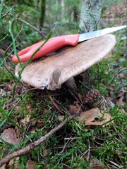Colorful mushrooms in the green grass in forest