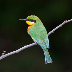 Little Bee-eater (Merops pusillus), perched, Maasai Mara, Kenya.