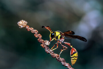 close-up of potter wasp on a twig