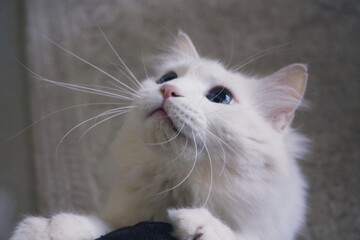 white cat with blue eyes