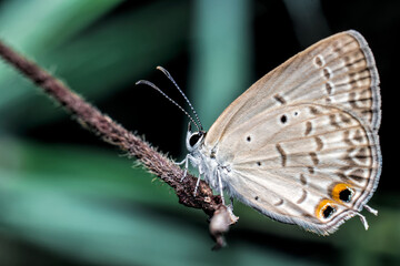 Close-up of butterfly